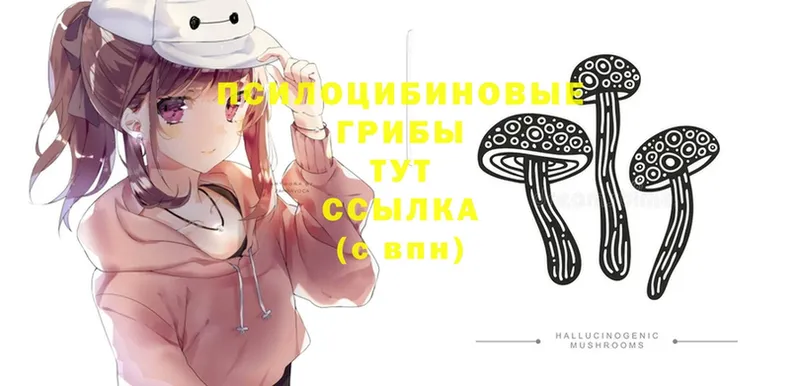 Псилоцибиновые грибы Psilocybe  как найти   Кохма 